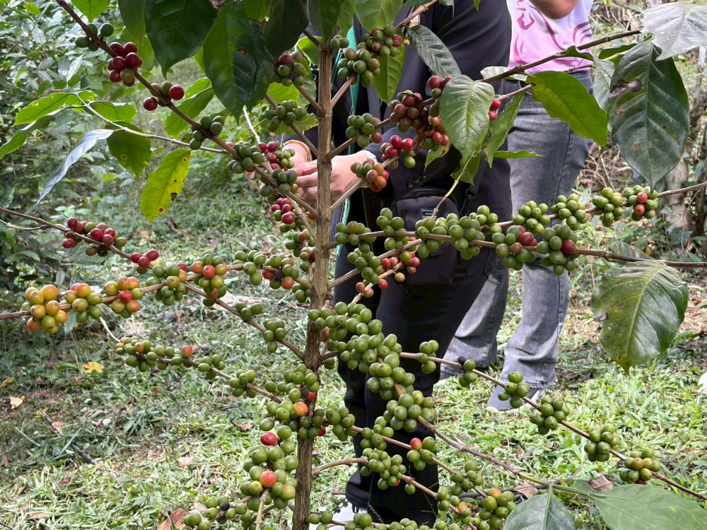 ชุมชนท่องเที่ยวบ้านป่าเหมี้ยง จังหวัดลำปาง