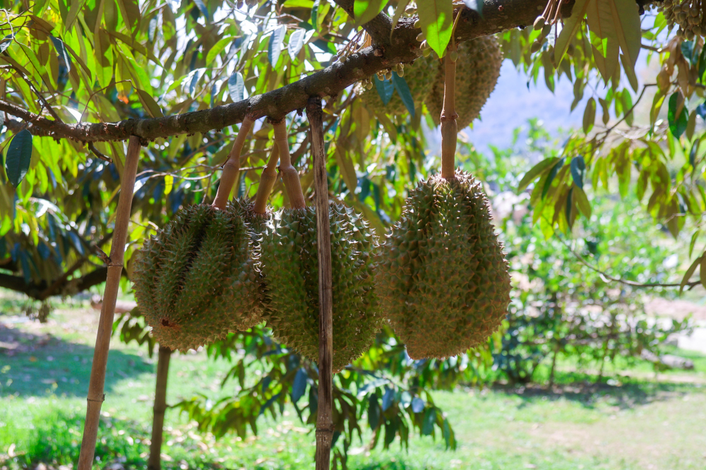 ชุมชนท่องเที่ยวบ้านคลองทราย