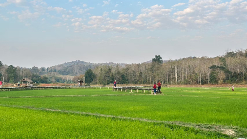 ชุมชนท่องเที่ยวบ้านนาต้นจั่น จังหวัดสุโขทัย
