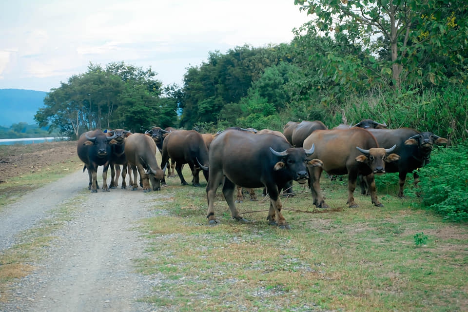 ชุมชนท่องเที่ยวบ้านสันขวาง - บ้านสันสลี  จังหวัดพะเยา